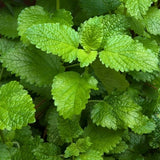 MELISSA CANDLE IN GLASS VOTIVE